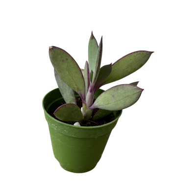 Senecio Crassissimus