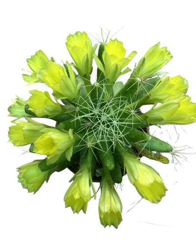 Dolichotle Longimamma