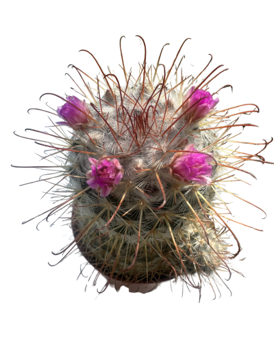 Mammillaria  Pringlei