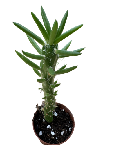 Austrocylindropuntia Subulata Monstrosa