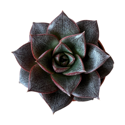 Echeveria Purpusorum