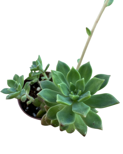 Sedeveria Markus