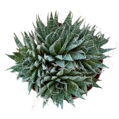 Aloe Humilis