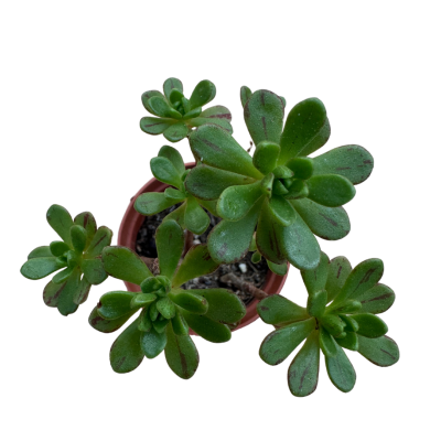 Aeonium Sedifolium