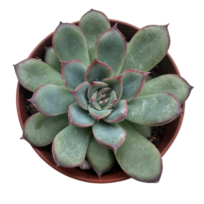 Echeveria Pulidonis