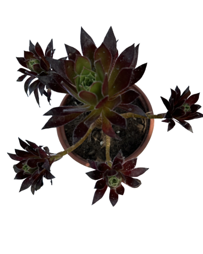 Aeonium Phoenixflame