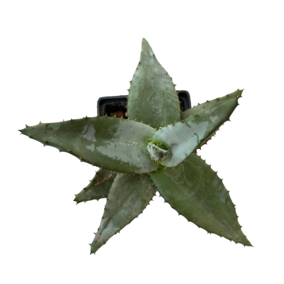 Agave Americana 