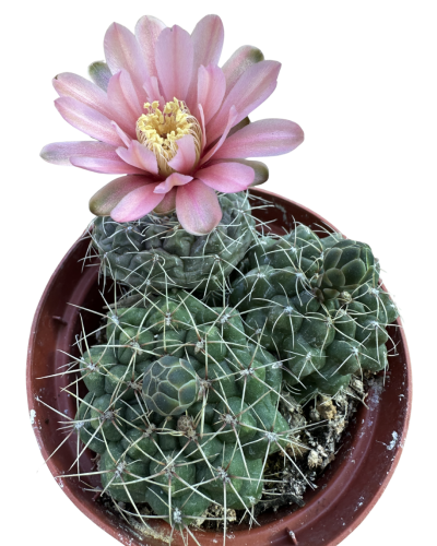 Gymnocalycium Baldanium