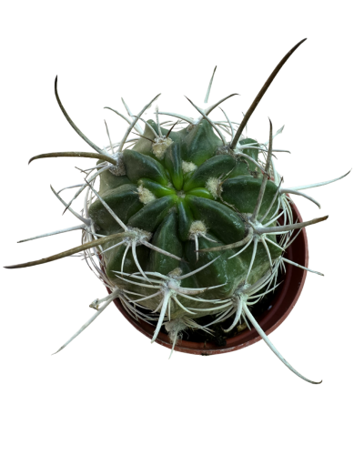 Lobivia Ferox Longispina