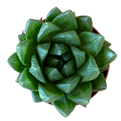 Haworthia Cymbiformis