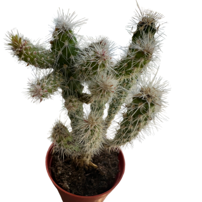 Opuntia Spinosior