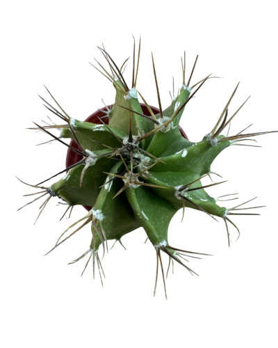 Astrophytum Ornatum Var.