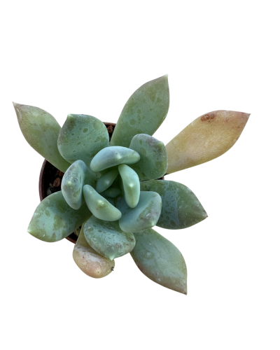 Pachyveria Corvus