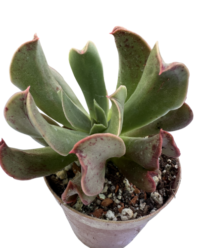 Echeveria Dark Vader