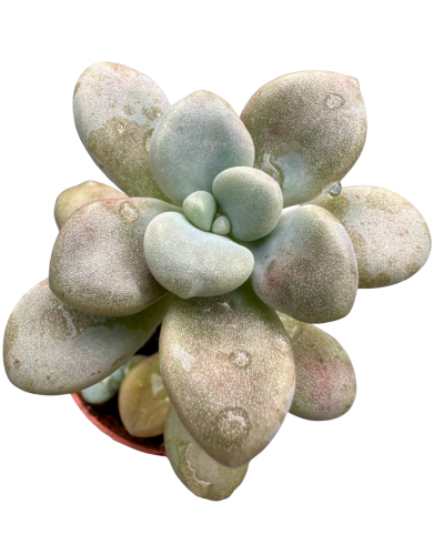 Graptopetalum Ellen