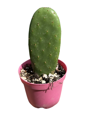Opuntia Ficus İndica