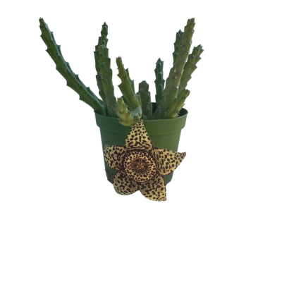 Stepelia Orbea Variegata