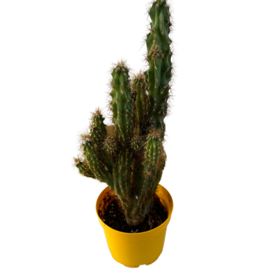 Cereus Peruvianus Monstrosus