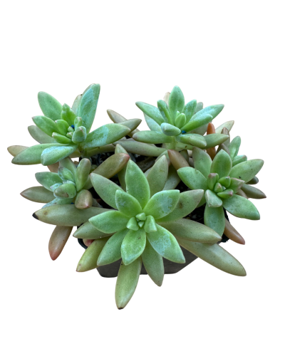 Graptopetalum Francesco Baldi