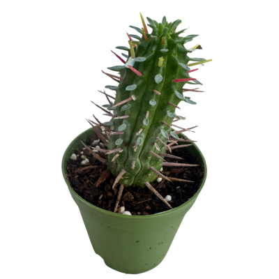 Euphorbia Enopla Cactus