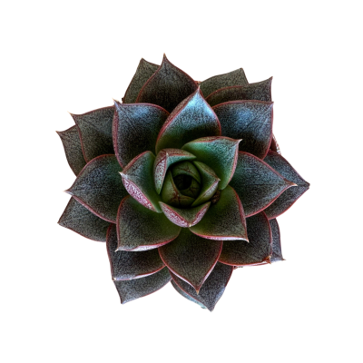 Echeveria Purpusorum