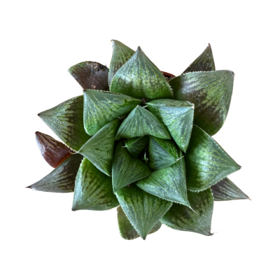 Hawrthia Retusa