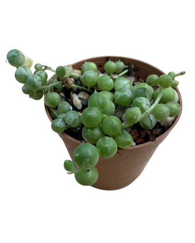 Senecio Rowleyanus Variegata ‘Pianta Del Rosario’