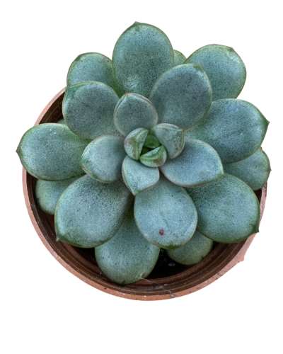 Graptoveria Amethorum