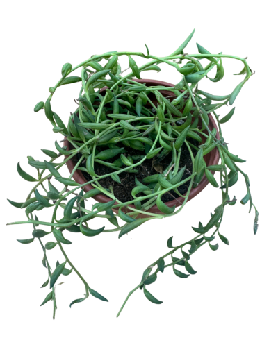String of Bananas Senecio Radicans (Muz Sukulent)