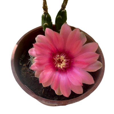 Gymnocalycium Baldianum