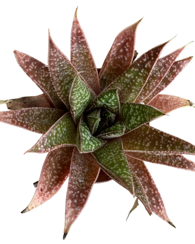 Haworthia Gasteria Royal