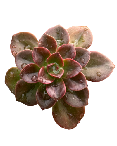 Echeveria Melaco