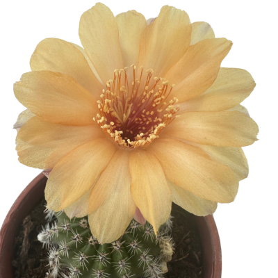 Echinocereus Dasyacanthus