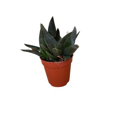Haworthia Pentagona