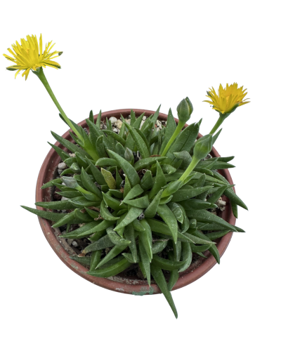 Crassula Mesembryanthemoides Tenelli