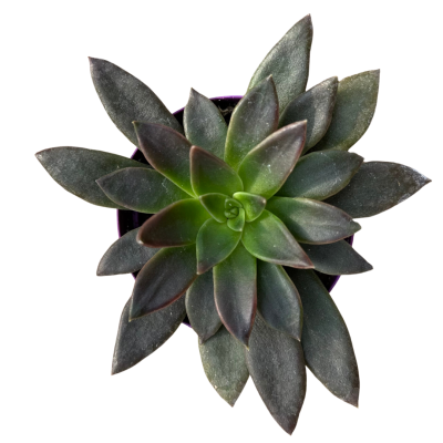 Echeveria Serrana