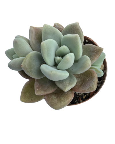 P.Lasi