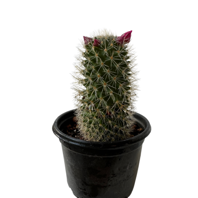 Mammillaria Spinosissima Çiçekli