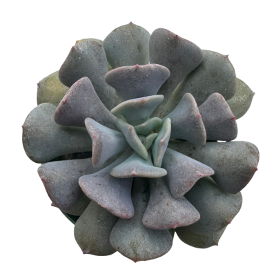 Echeveria Cubic Frost Blue