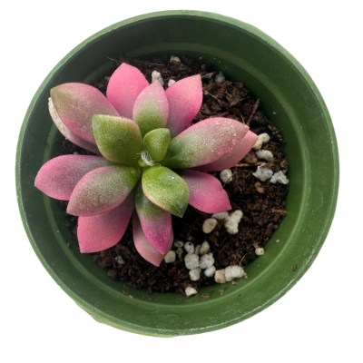 Anacampseros Rufescens-01