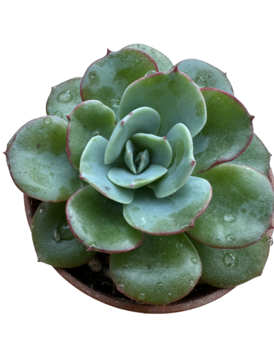 Echeveria Atlantis 
