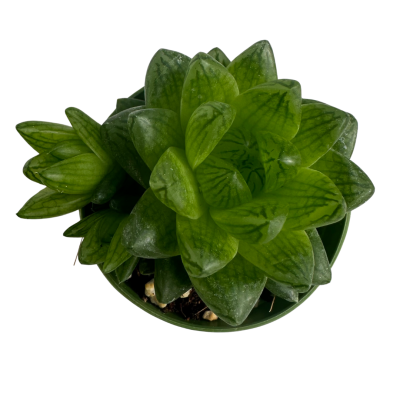 Haworthia Cymbiformis