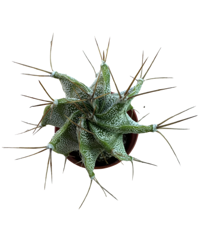 Astrophytum Ornatum