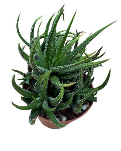 Haworthia Attenuata Tamba- İthal