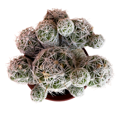 Mammillaria Vetula Gracilis Dantel Desenli Kaktüs