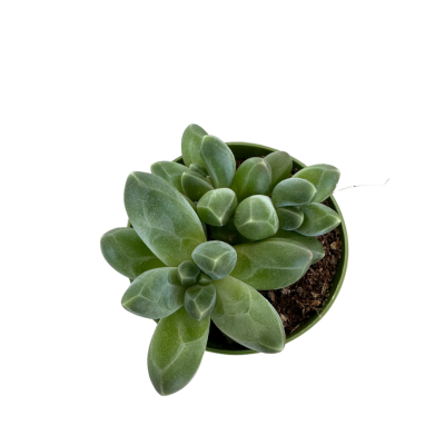 Pachyphytum Compactum