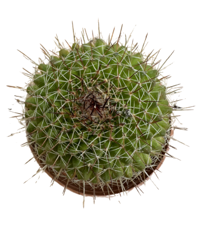 Thelocactus Conothelos Argenteus