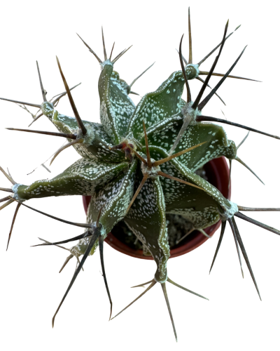 Astrophytum Ornatum