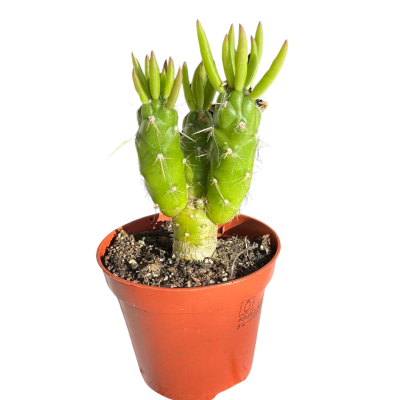 Opuntia Subulata