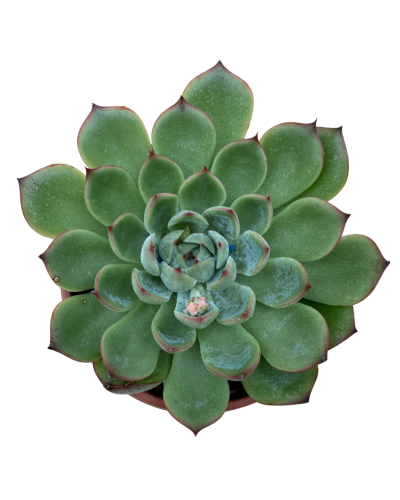 Echeveria Chihuahuensis